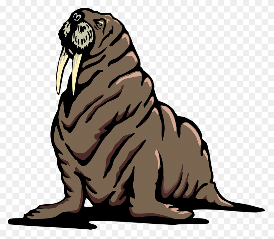 Walrus Flippers Wrinkles Free Vector - Walrus