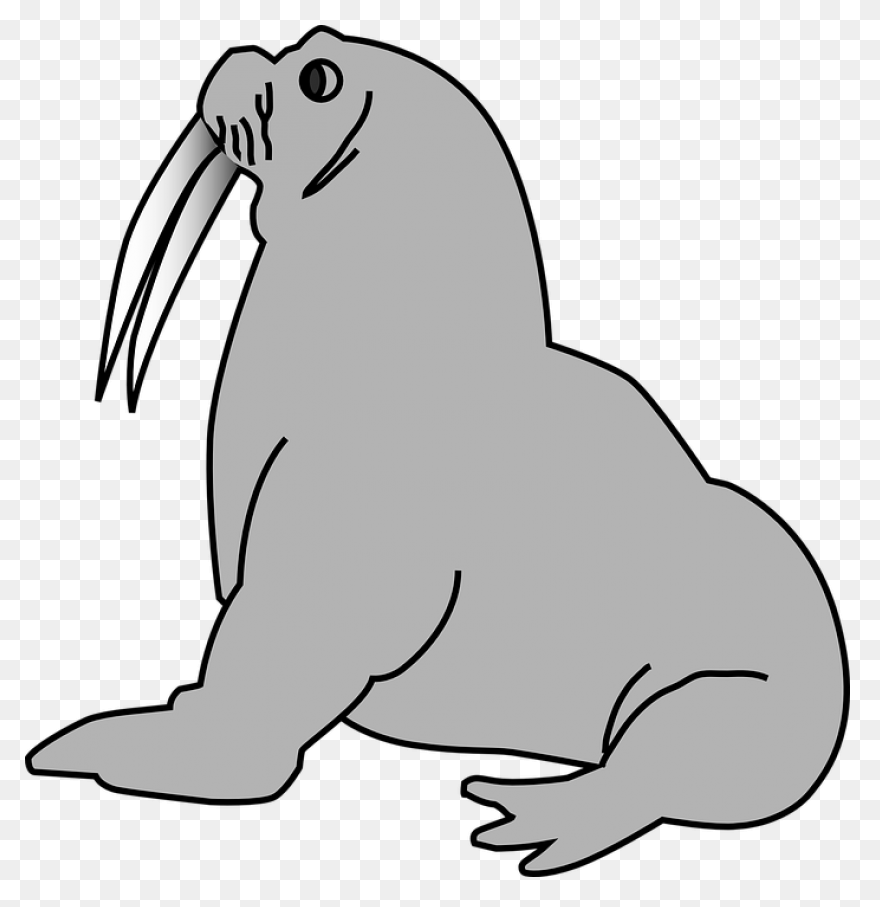 Walrus Animal Tusks Free Vector - Walrus