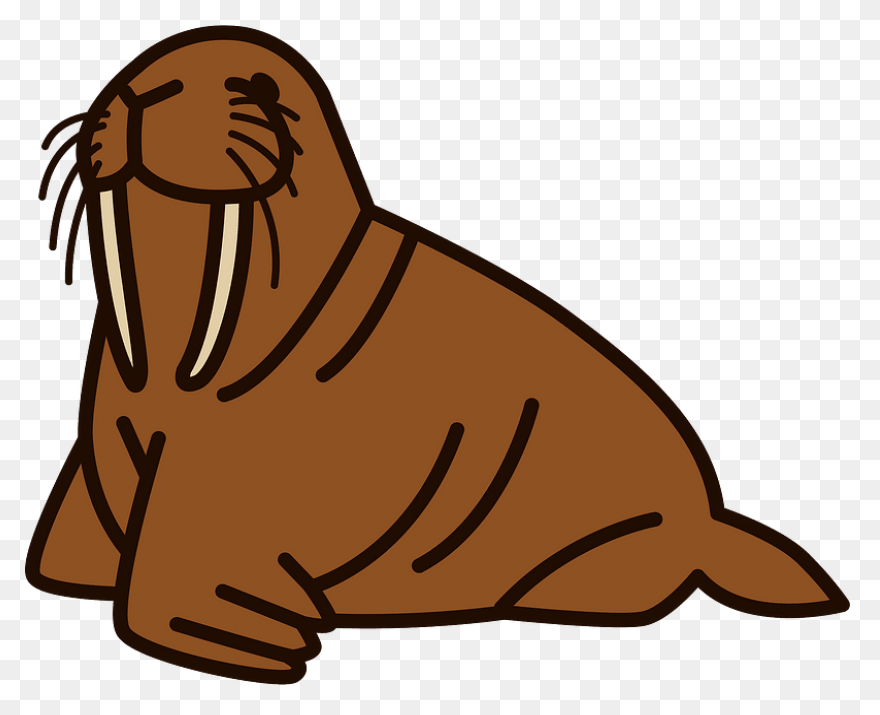 Walrus Animal Tusks - Free Vector G