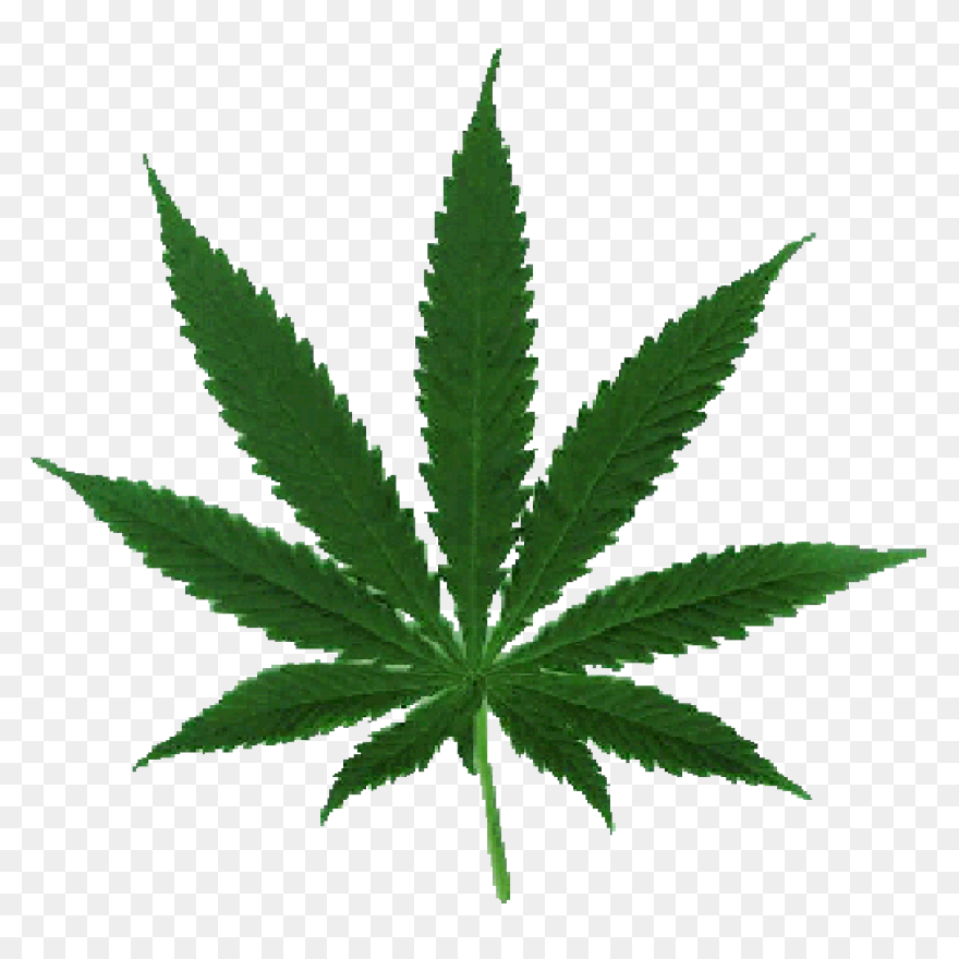 Weed Clipart PNG-WebP - Transparent