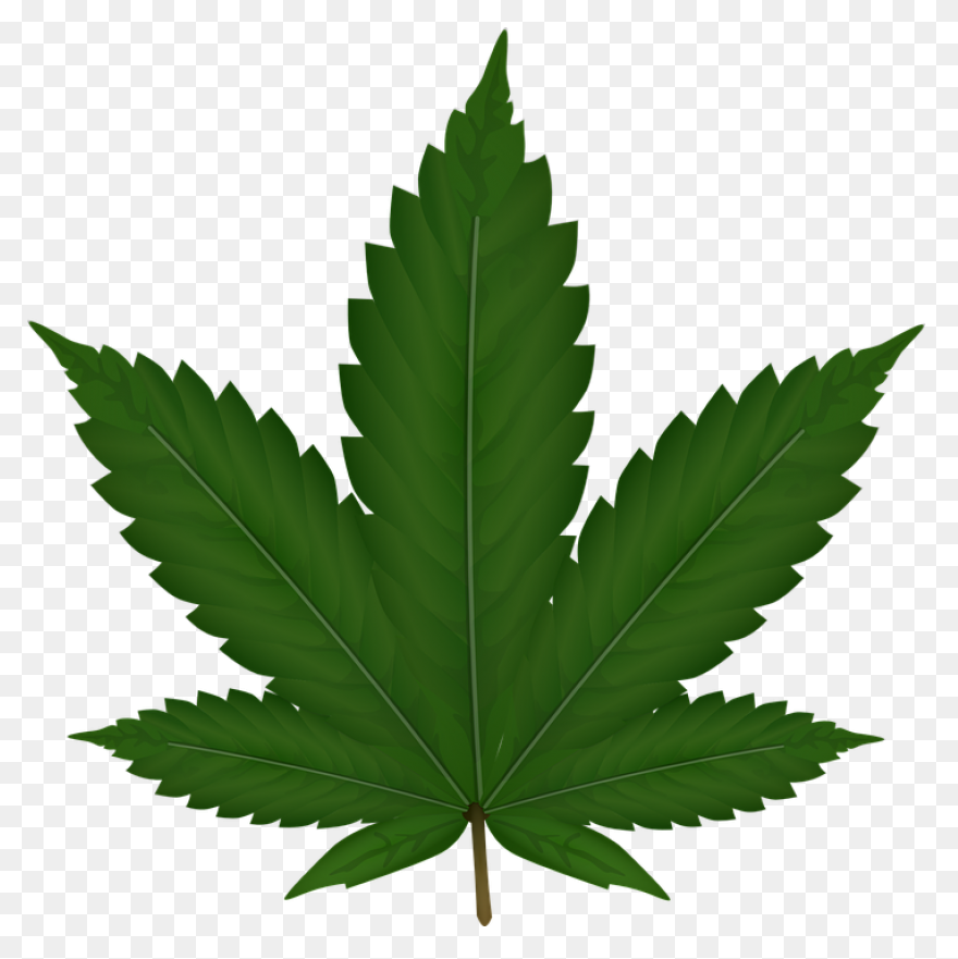 Cannabis Marijuana Herb - Free Imag