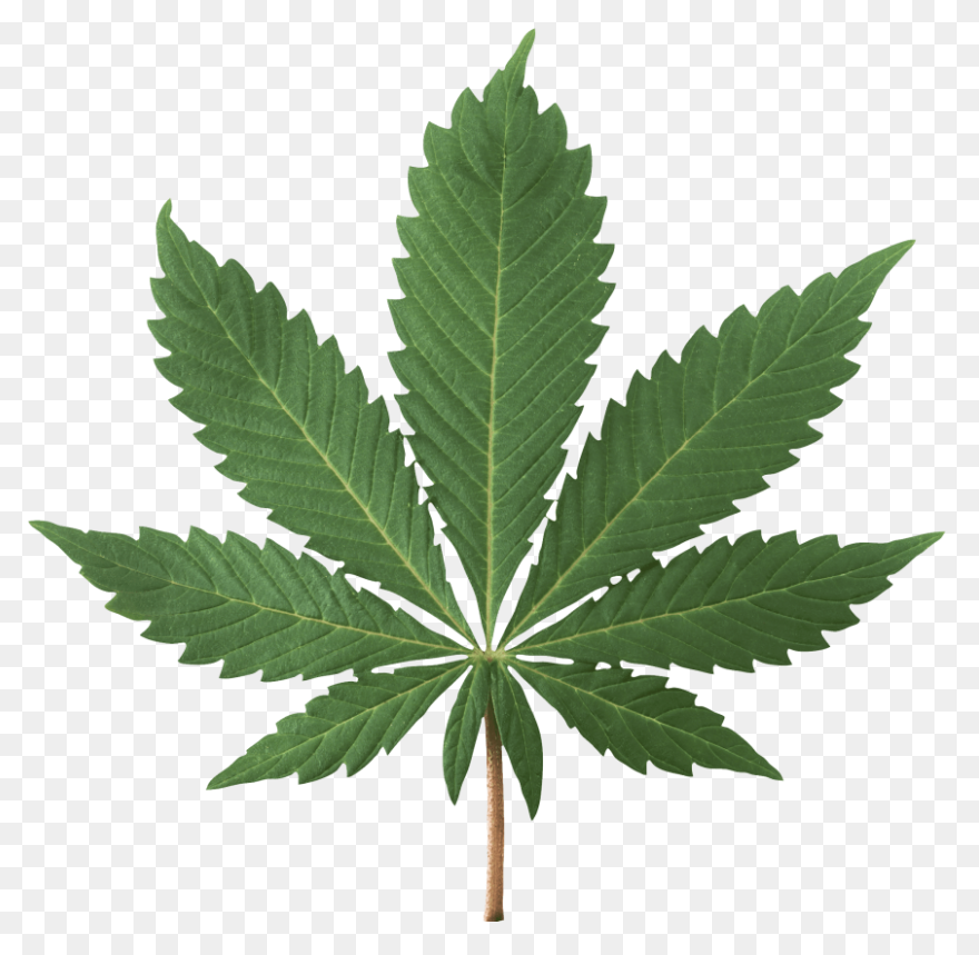 Cannabis Marijuana Herb - Free Imag