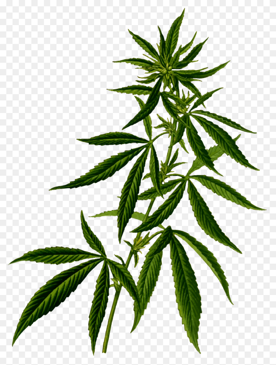 Cannabis Marijuana Herb - Free Imag