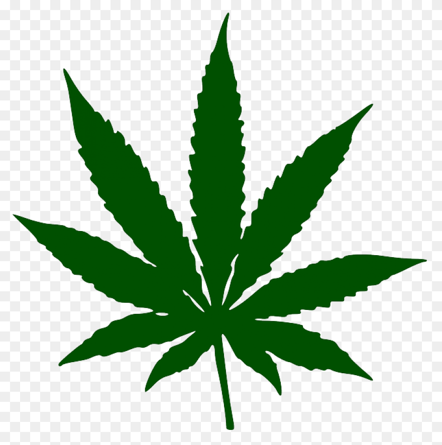 Cannabis Marijuana Herb - Free Imag