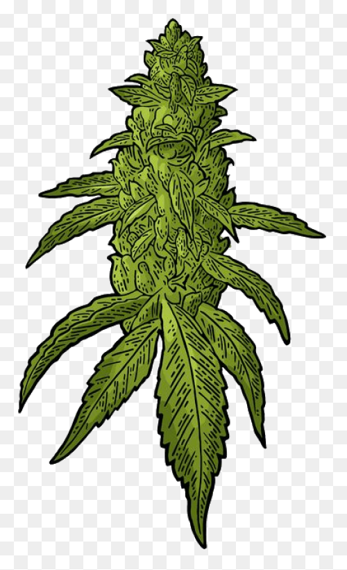 Weed Joint Drawing At Free For Pers