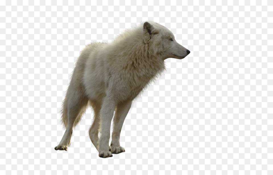 White Wolf Clipart  - Animal Jam Wo