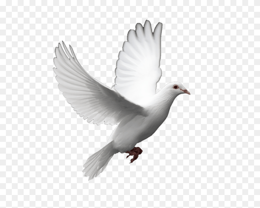 White Dove Peace Png - Imagen Trans