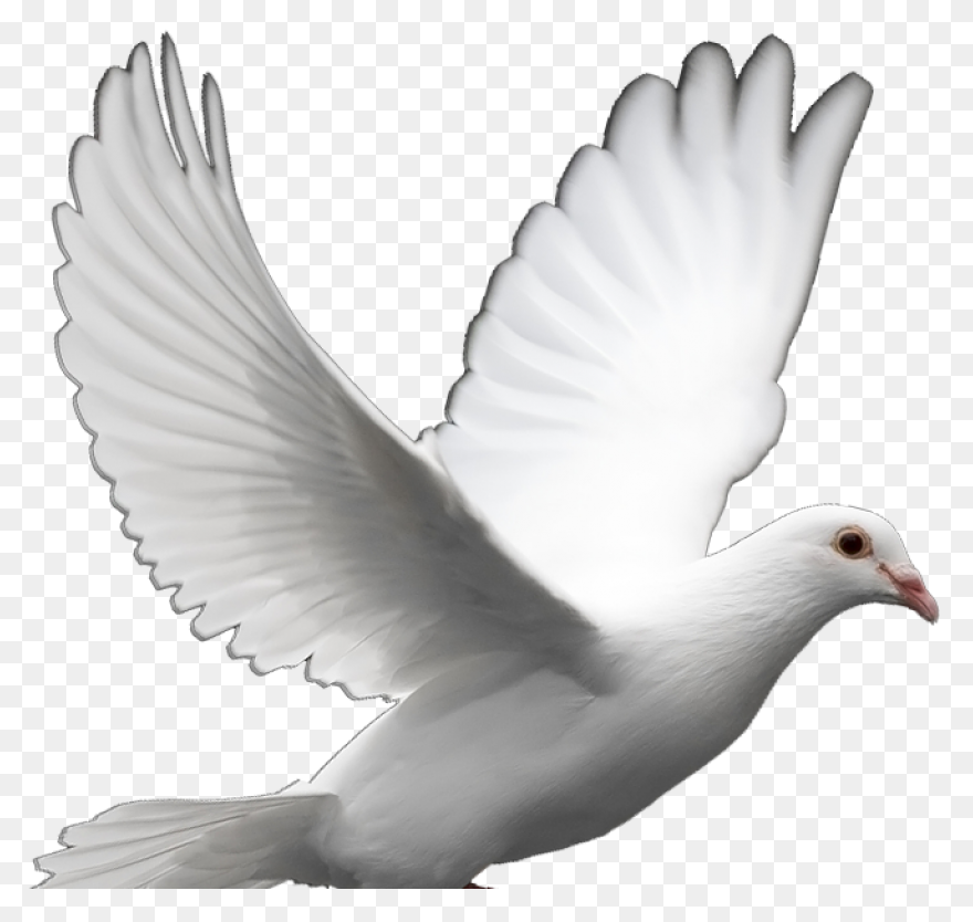 White Dove Peace Png Imagen - White Dove