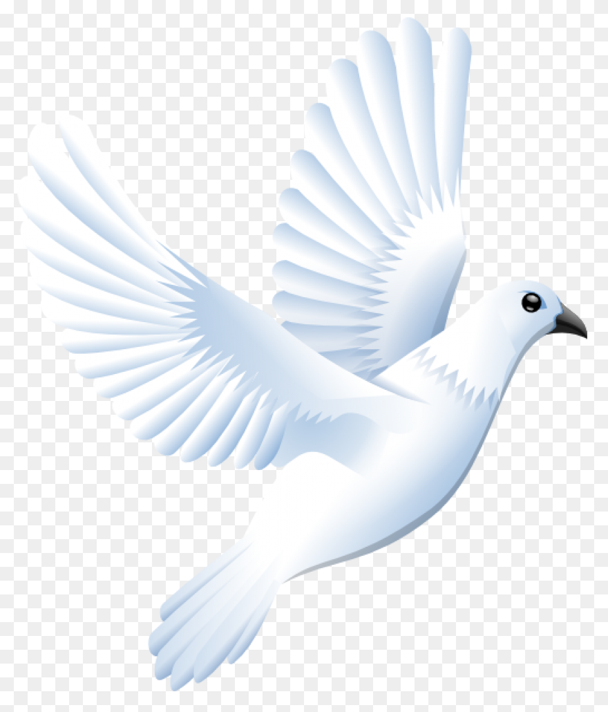 White Dove Peace Png - Imagen Trans