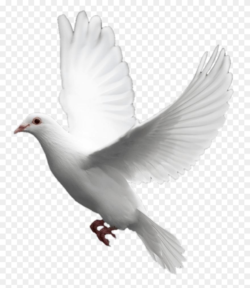 White Dove Peace Png - Imagen Trans