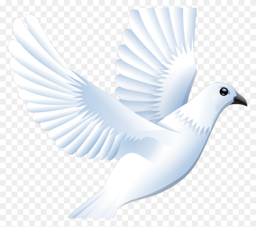 White Dove Peace Png - Imagen Trans