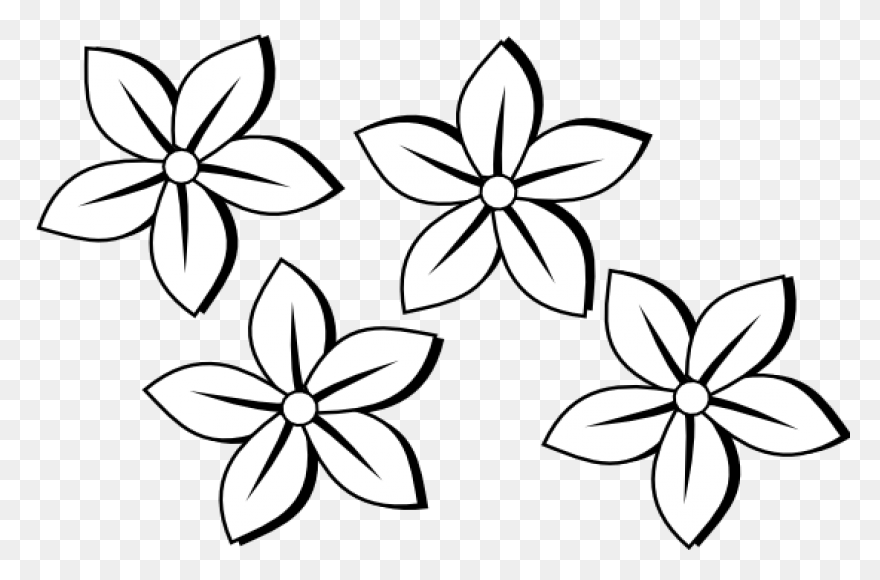 Black And White Garden Flower | Whi