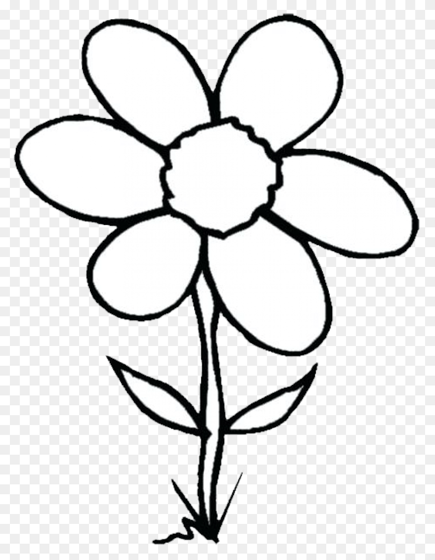 Black And White Garden Flower | Whi