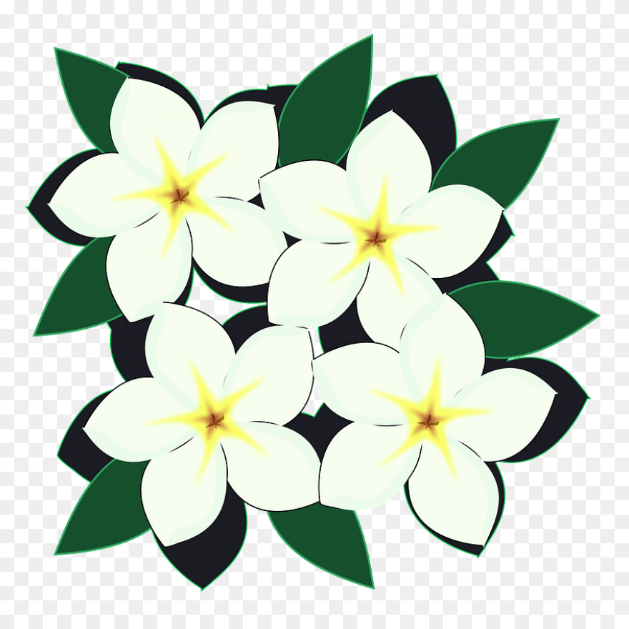 Black And White Garden Flower | Whi