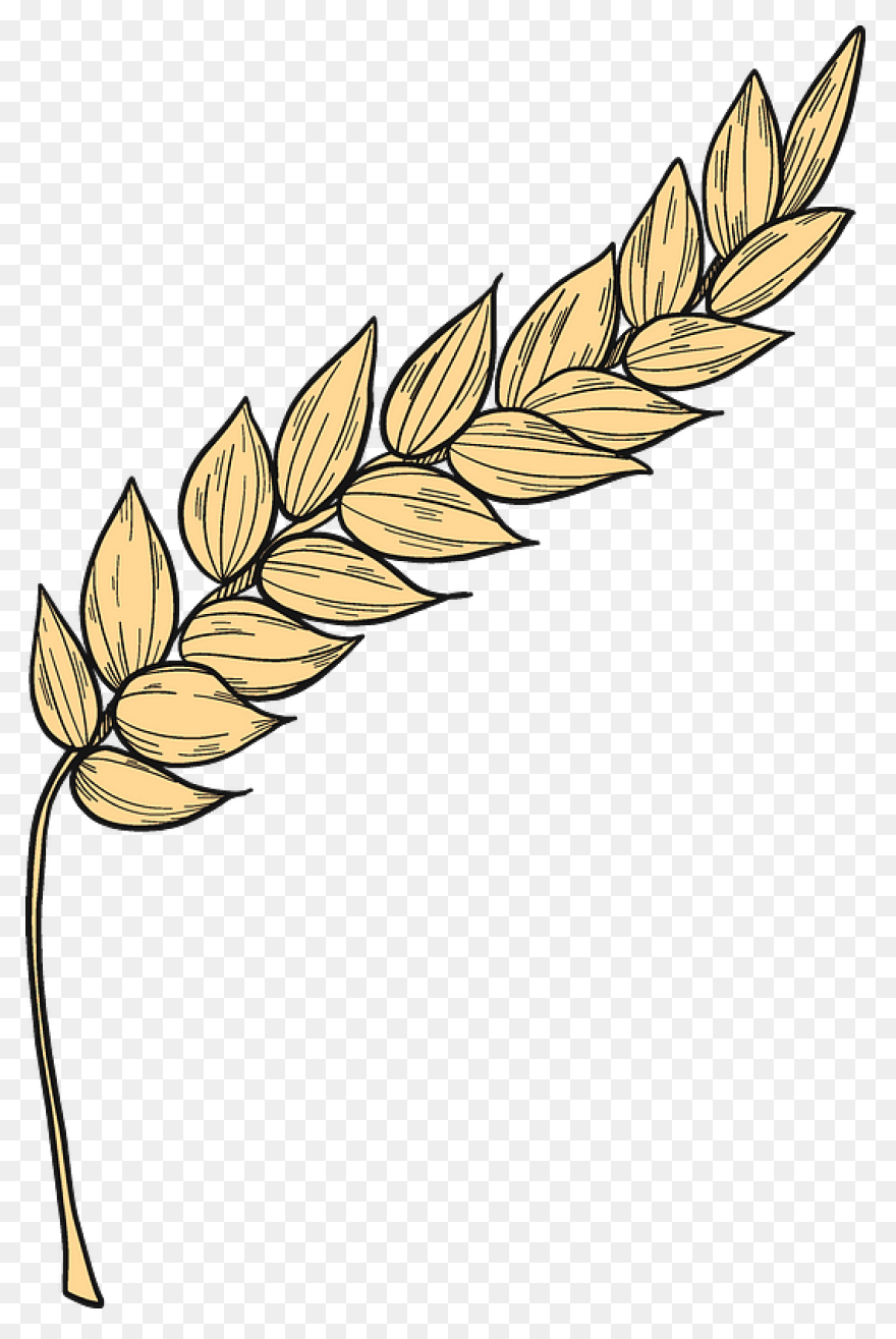 Clip Art Wheat Stalks N3 Free Image