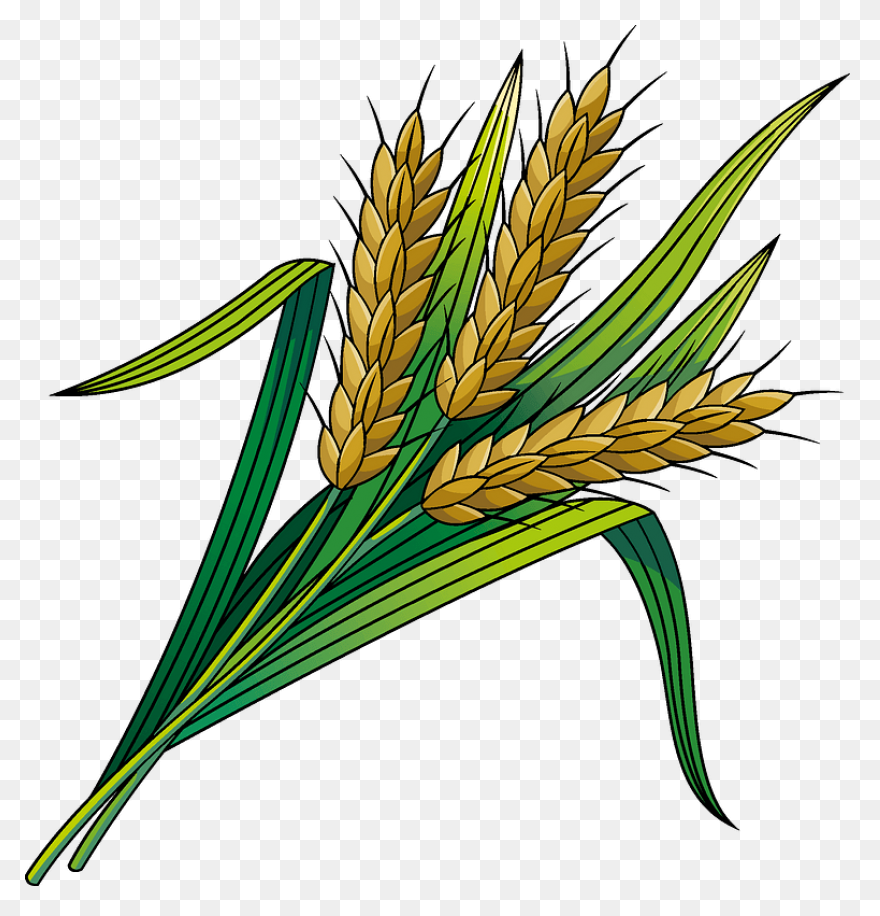 Clip Art Wheat Stalks N3 Free Image