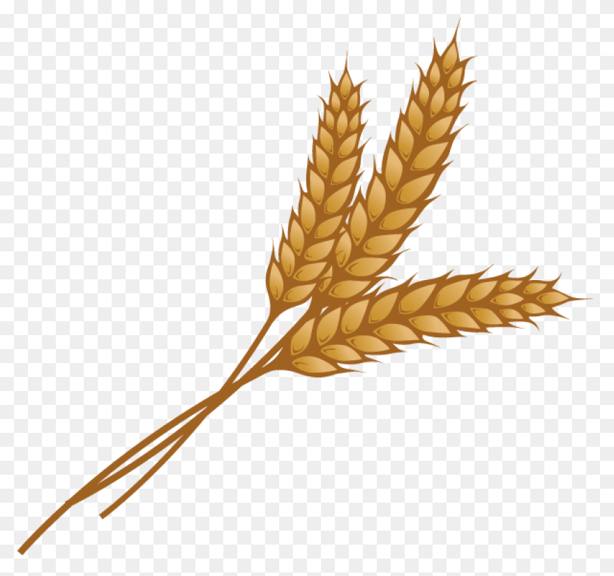 Clip Art Wheat Stalks N3 Free Image