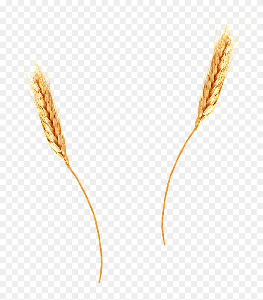 Clip Art Wheat Stalks N3 Free Image
