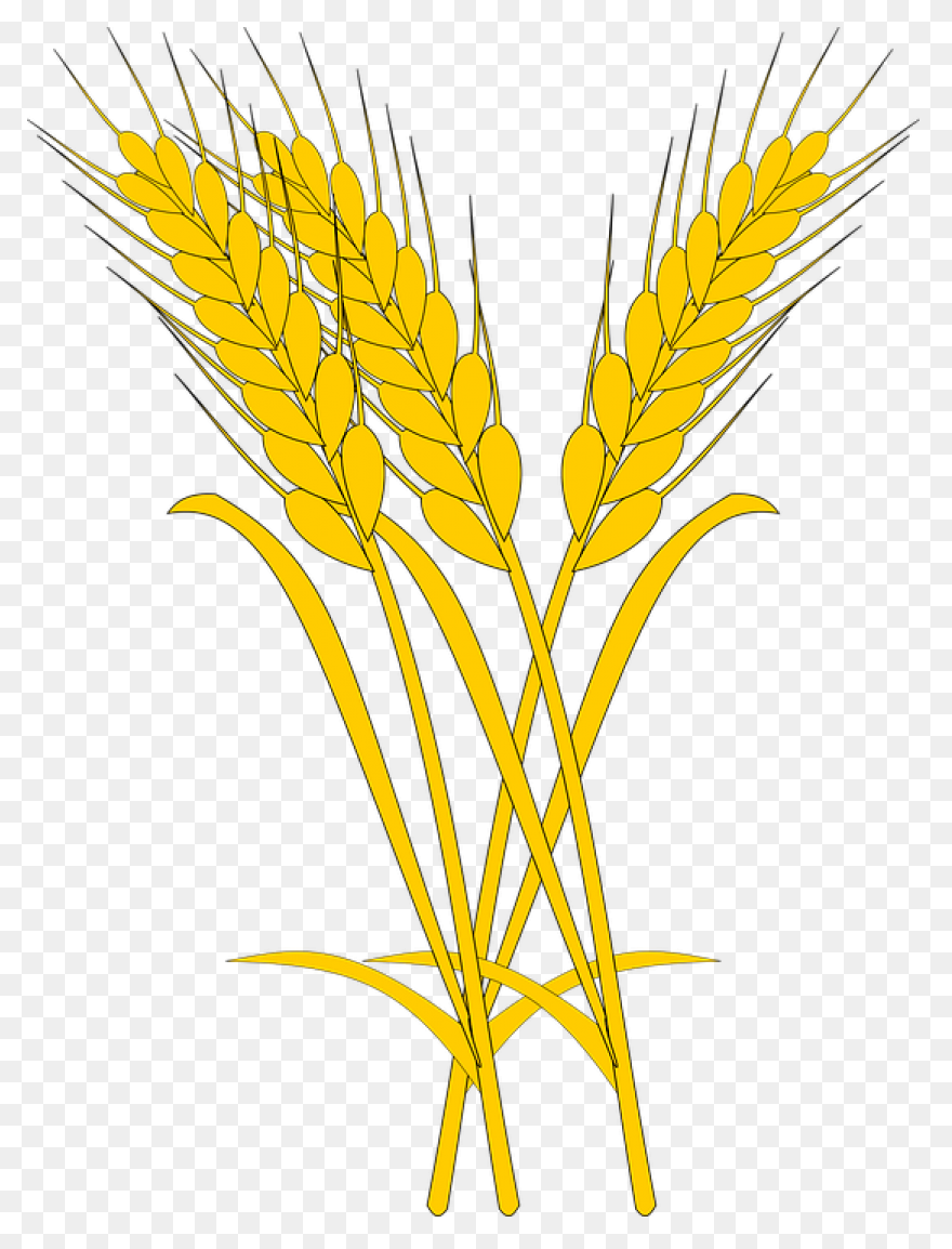 Wheat Yellow Ears Sheaf Of - Wheat