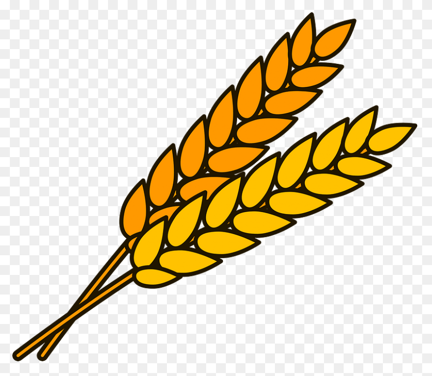 Clip Art Wheat Stalks N3 Free Image