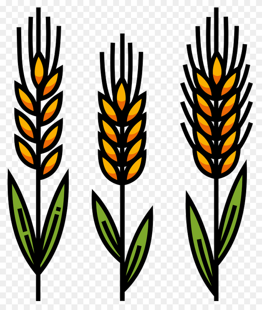 Clip Art Wheat Stalks N3 Free Image