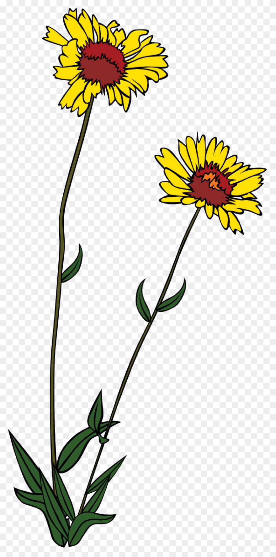 Wild Flowers,roses,flowers,wild,pin