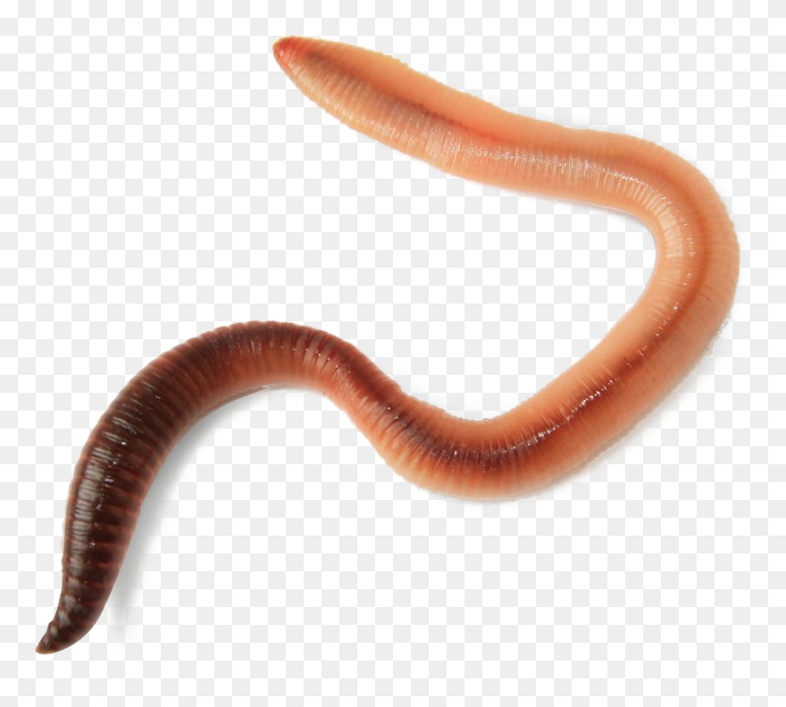 Free Funny Clip Art | Green Worm Cl