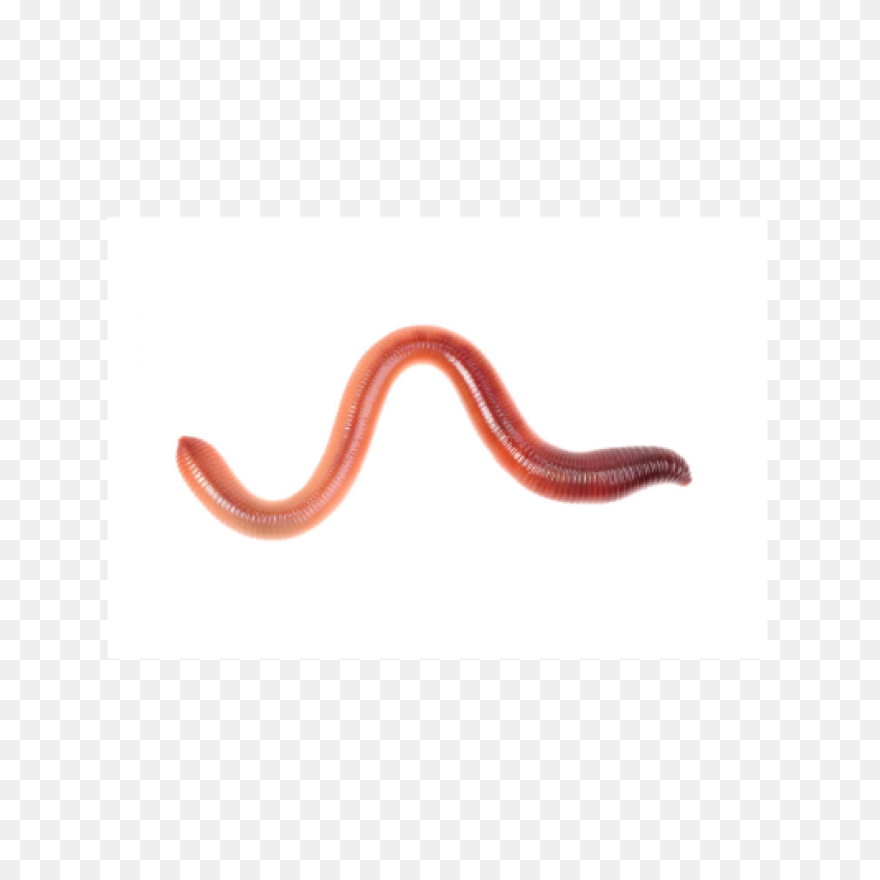 Free Funny Clip Art | Green Worm Cl