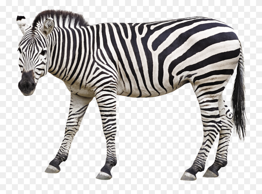 Zebra Pen | Find Zen In Your Pen